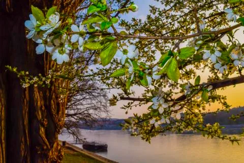 Tree on river bank at sunset. Stock Photos