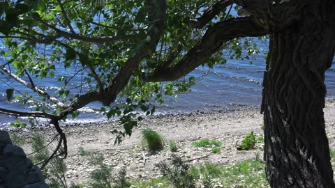 A tree on the river bank in very windy weather Stock Footage 110770928