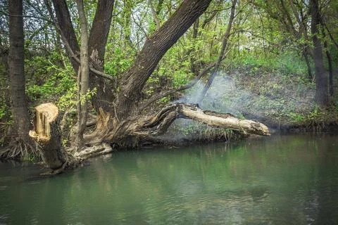A tree on the river burns after a lightning strike Stock Photos