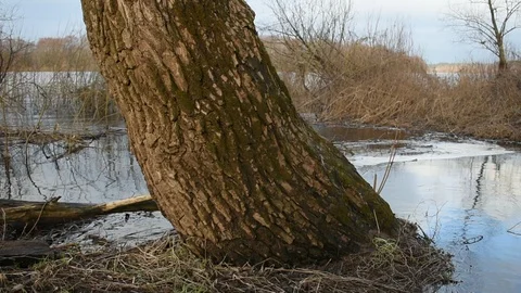 Tree by the river, close-up Stock Footage 122269677