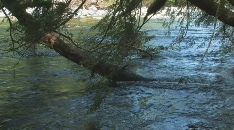 Tree In River Stock Footage 646044