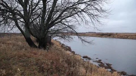 Tree by the river Video stock 48907344