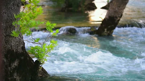 Tree in river. Stock Footage 49472943