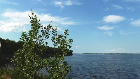 Tree by the river Stock-Footage 75408717