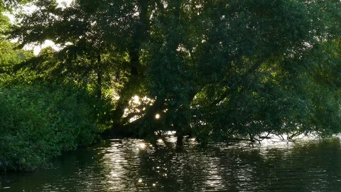 Tree by the river Stock Footage 79971013