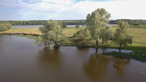 Tree on a river. Stock Footage 92463849