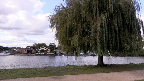 Tree by the river Stock Footage 118047781