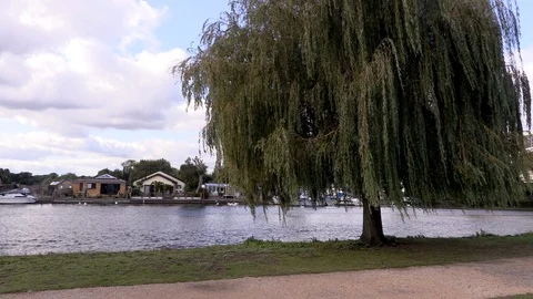 Tree by the river Stock Footage 118179721