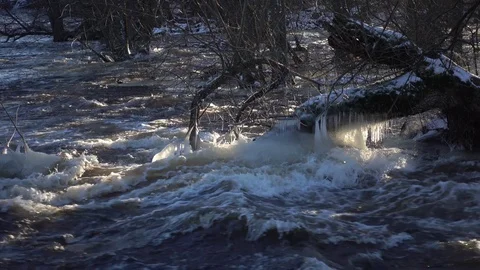 Tree in river Stock Footage 118860105