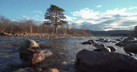 Tree at river Stock Footage 188563397
