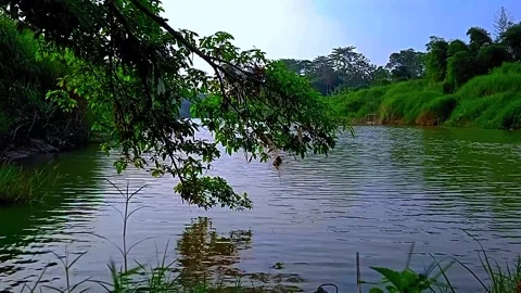 Tree on the river Stock Footage 244713622