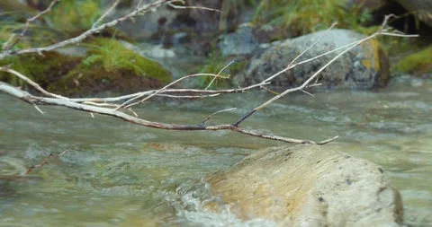 A tree in the river Stock Footage 305790611