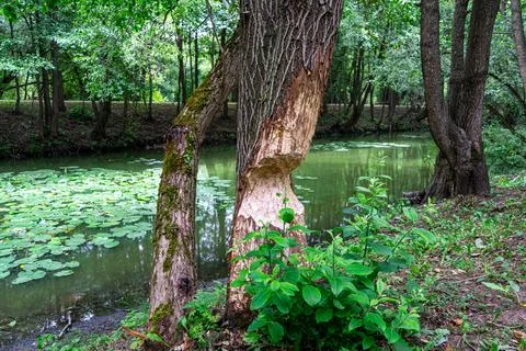 Tree by the river, gnawed by beavers. Stock Photos