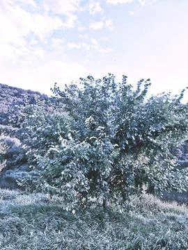 Tree By The River By The Hill Stock Photos