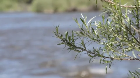 Tree by river in Montana Stock Footage 50721486