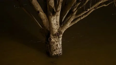 Tree in the river in Paris Stock Footage 194976911