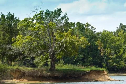 Tree by River Stock Photos