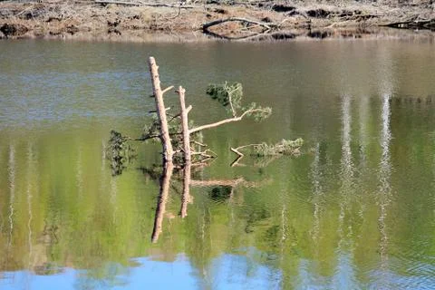 Tree in the river Stock Photos