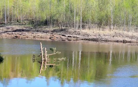 Tree in the river Stock Photos