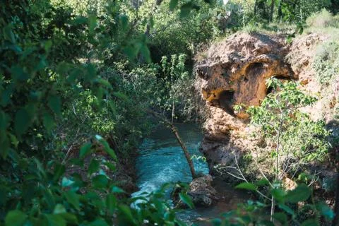 Tree in the river Stock Photos