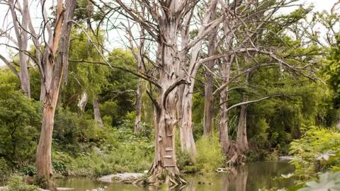 Tree in river Stock Photos