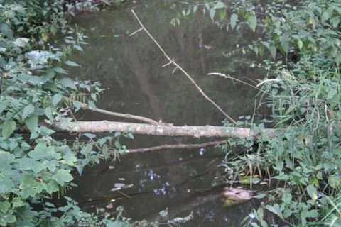 Tree in a river Stock Photos