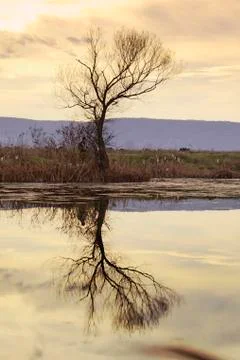 Tree in the river Stock Photos