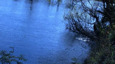 Tree in river Fotos de archivo