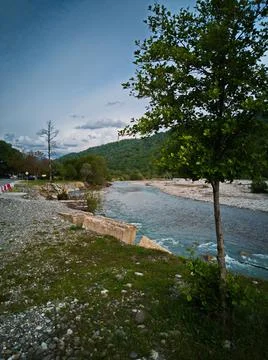 Tree by the river Stock Photos
