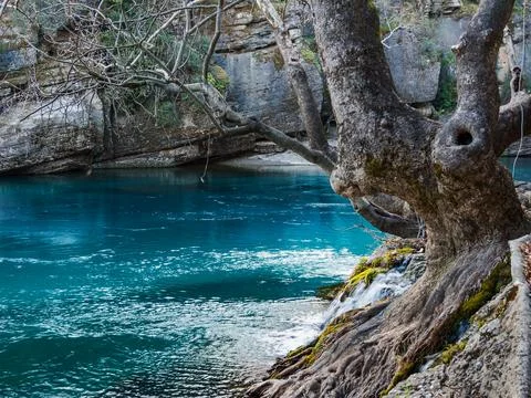 Tree by the river Stock Photos