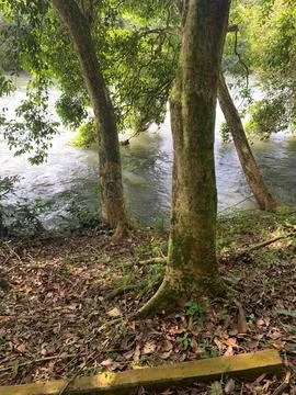 Tree by the river Stock Photos