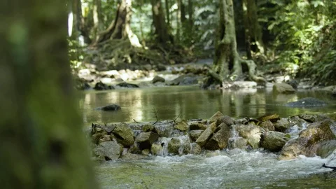 Tree to River rack Focus 2 Video stock 73759051