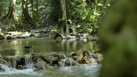 Tree to River rack Focus Video stock 73759034