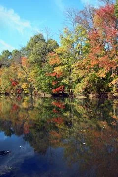 Tree river reflection Stock Photos