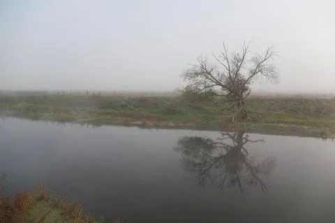 Tree at the river with reflection Stock Photos
