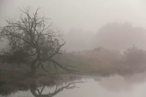 Tree at the river with reflection Stock Photos