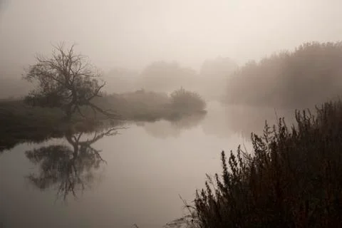 Tree at the river with reflection Stock Photos