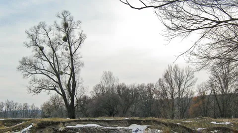 Tree on the river shore Stock Footage 3140540