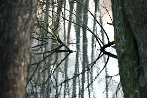 Tree by the river in the spring, flooding the plants by the flood of rivers.  Stock Photos