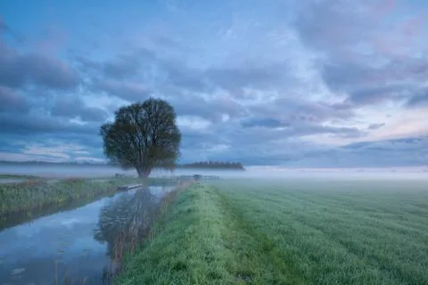 Tree by river at sunrise Stock Photos