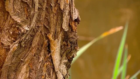 Tree River Texture Stock Footage 79502534