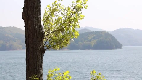 Tree on the river, tree on the lake Stock Footage 310355471
