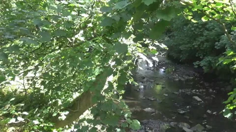 Tree river20s Stock Footage 89099890