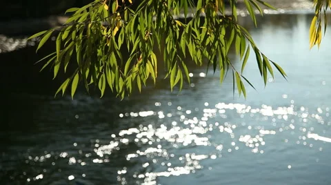Tree on Riverbank 3 Stock Footage