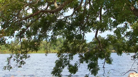 Tree At Riverbank Stock Footage 33604149