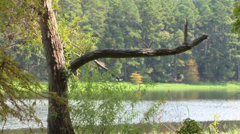 Tree At Riverbank Stock Footage 33604330