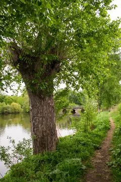 A tree on the riverbank. The path on the right. In the far away old bridge over Stock Photos