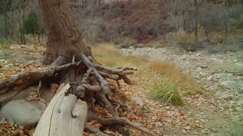 Tree at river's edge Vidéo 265494750