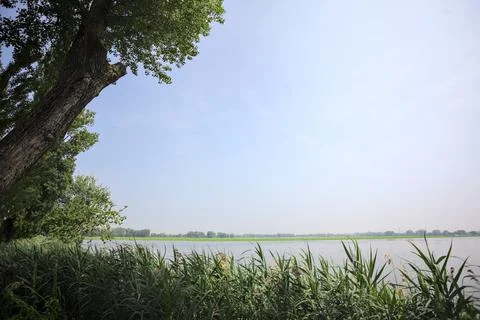 Tree by the rivershore Stock Photos