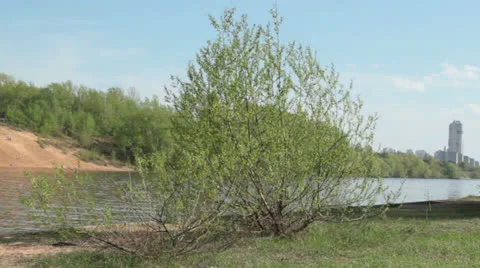 Tree on the riverside Stock Footage 24563704